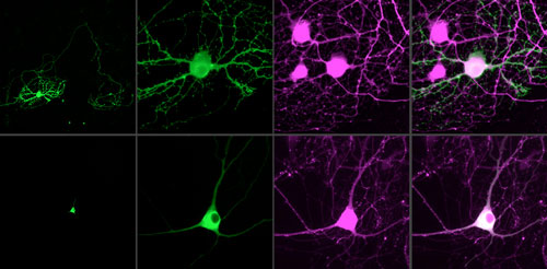  controlling single neurons with optogenetics