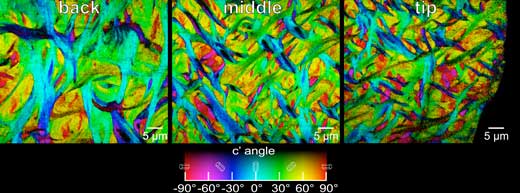 PIC mapping shows the size and orientation of fibers at the back (left), the middle (center), and the tip (right) of the enameloid layer of a parrotfish’s biting tooth