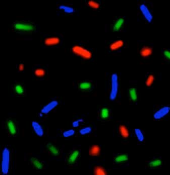 E. coli bacteria tagged with different color