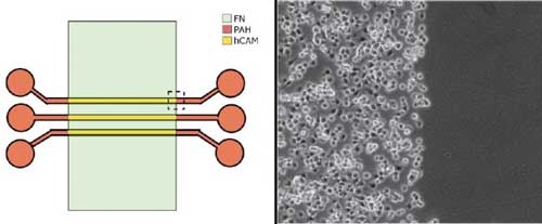 microfluidics