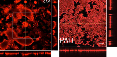 Confocal microscopy image of cells on a hCAM surface