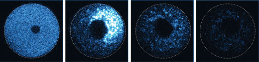Trim-Away directly and rapidly destroys a fluorescent protein (blue) in an egg cell