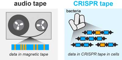 Audio signals can be stored in a magnetic tape medium; similarly the microscopic data recorder stores biological signals into a CRISPR tape in bacteria