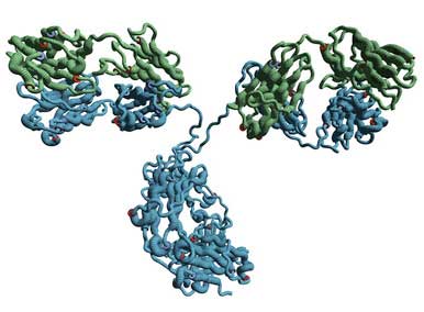 Structure of an antibody