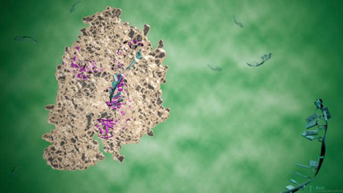 Illustration of the CRISPR-Cpf1 complex