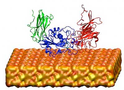 Head Unit of Integrin Modeled