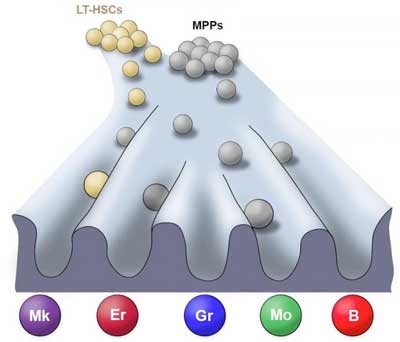 Microscopic Image of the Process of Blood Formation