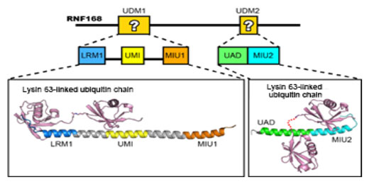 Co-crystal structure analysis revealed how UDM1 and UDM2 bind to Lysine 63-linked ubiquitin chain