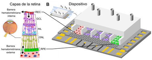 Schematic representation of a microfluidic chip to emulate the human blood–retinal barrier
