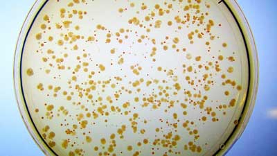 Syn-F4 in a petri dish