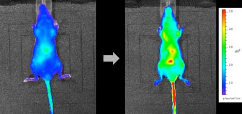 Fluorescence Imaging of a Mouse Injected with the R2c Probe and Vitamin C