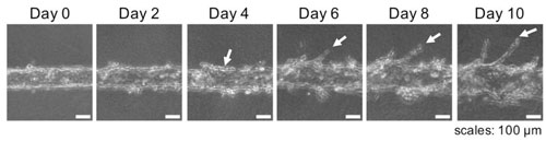 Blood Vessel-on-a-chip