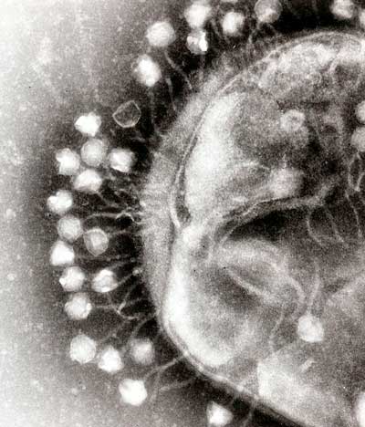 Bacteriophages infect a bacterial cell
