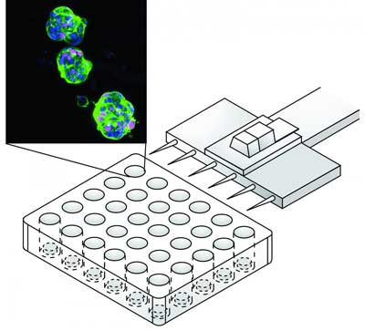 Organoids