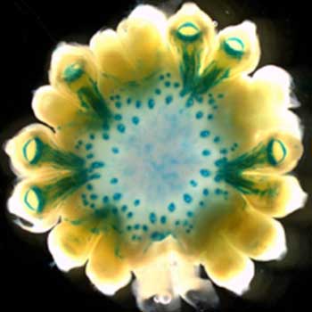 Transgenic Maize