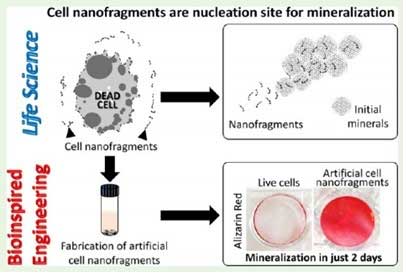 Understanding of biological phenomena from a multidisciplinary approach