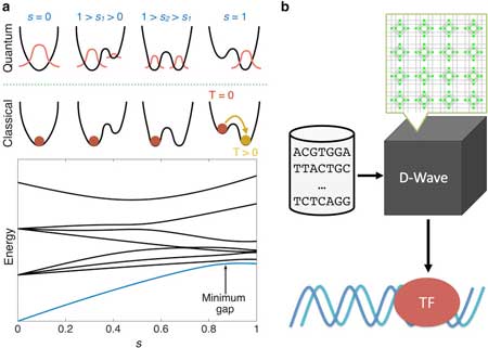 Quantum annealing versus classical machine learning applied to a simplified computational biology problem