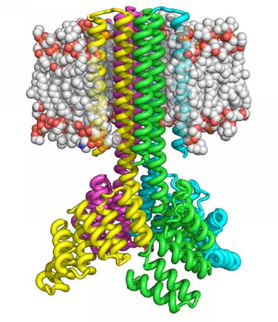 Computer-designed Transmembrane Protein