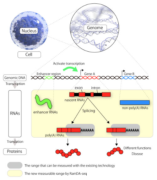 Single-cell full-length total RNA sequencing uncovers dynamics of recursive splicing and enhancer RNAs