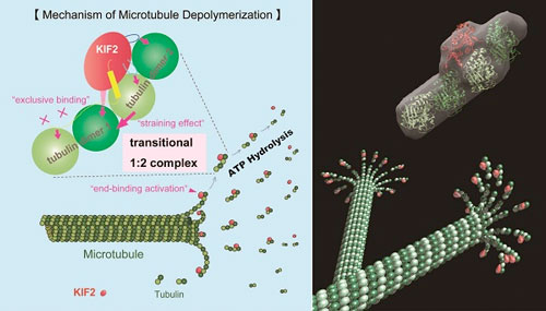 KIF2 molecular machine depolymerizing microtubule efficiently
