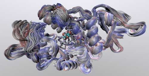 An enzyme's dance during the biological reaction it promotes determines at which temperature the enzyme works best