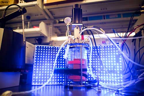Controlling Yeast with Light