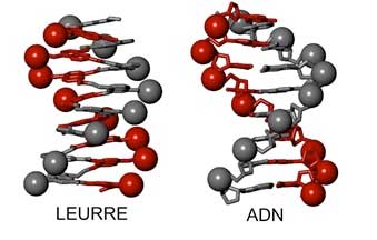 Representation of a DNA double helix (right) and a DNA mimic (left)