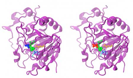 Comparison of AsqJ Variants