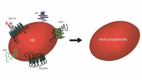 Gene-edited Red Blood Cells