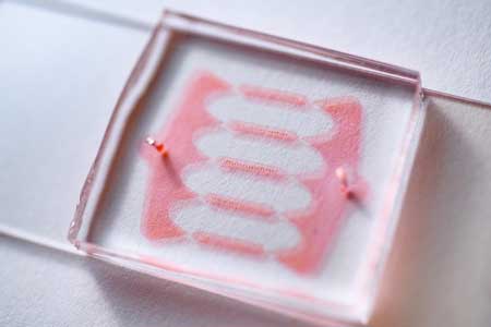 Microfluidic Chip for Changing Cell Volume