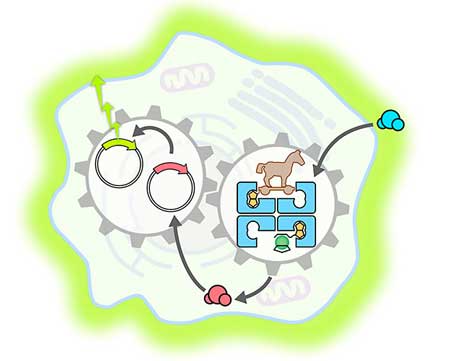 artificial metalloenzyme (blue) penetrates a mammalian cell