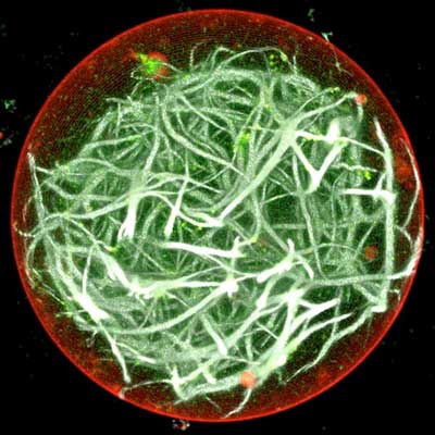 membrane (red outer boundary) encapsulates actin (white lines)