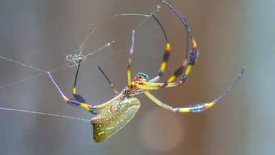 Larinioides cornutus