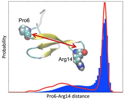 Förster resonance energy transfer can measure the distance between two probes during the dynamic movement of a protein