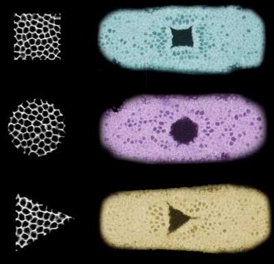 Three Examples of New Tissue Shapes Constructed with Light