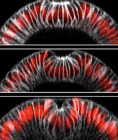 optogenetics-guided tissue folding