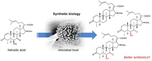 Artificial biosynthesis of steroid antibiotics