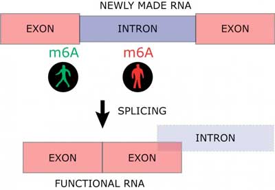 Newly made RNA consists of functional parts (exons) and non-functional parts (introns)