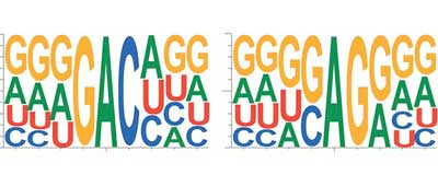 RNA is composed of four bases