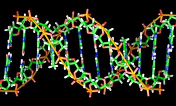 B-DNA