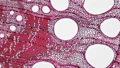 Lignin