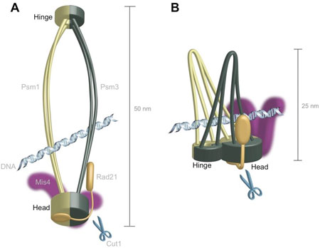 diagrams compare the two models of the cohesin protein’s structure