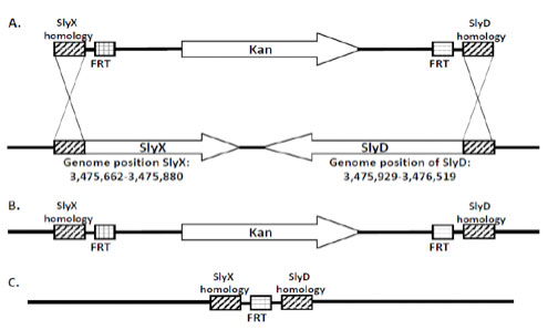 Schematic Diagram of the Position of Deleted Genes from the E. coli Genome