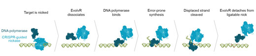 Step-by-step, how EvolvR targets a specific sequence for diversification.
