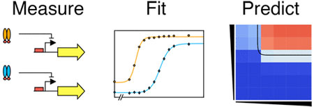 math tools to predict genetic circuits’ performance
