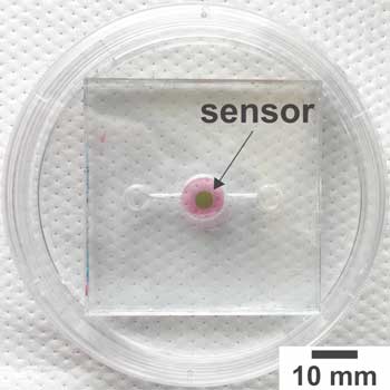 Tracking Oxygen Levels in Organs-On-A-Chip
