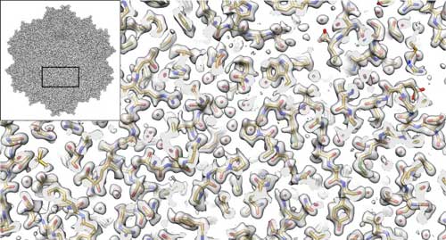 Electron microscopy provides new view of tiny virus with therapeutic potential