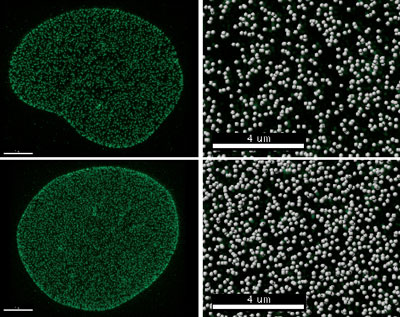 nuclear pores in cells