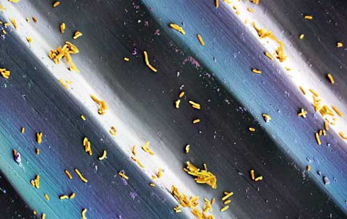 e.coli on a record