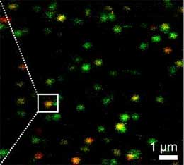 Single-molecule FRET analysis of the membrane-bound transport protein McjD shown in false color